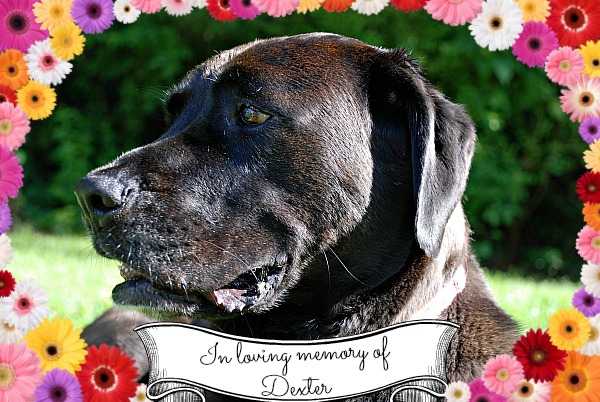 in loving memory
